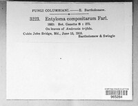 Entyloma compositarum image